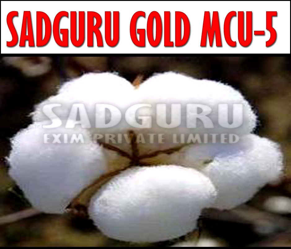 Sadguru Gold Mcu-5 Raw Cotton Manufacturer Supplier Wholesale Exporter Importer Buyer Trader Retailer in jamnagar Gujarat India